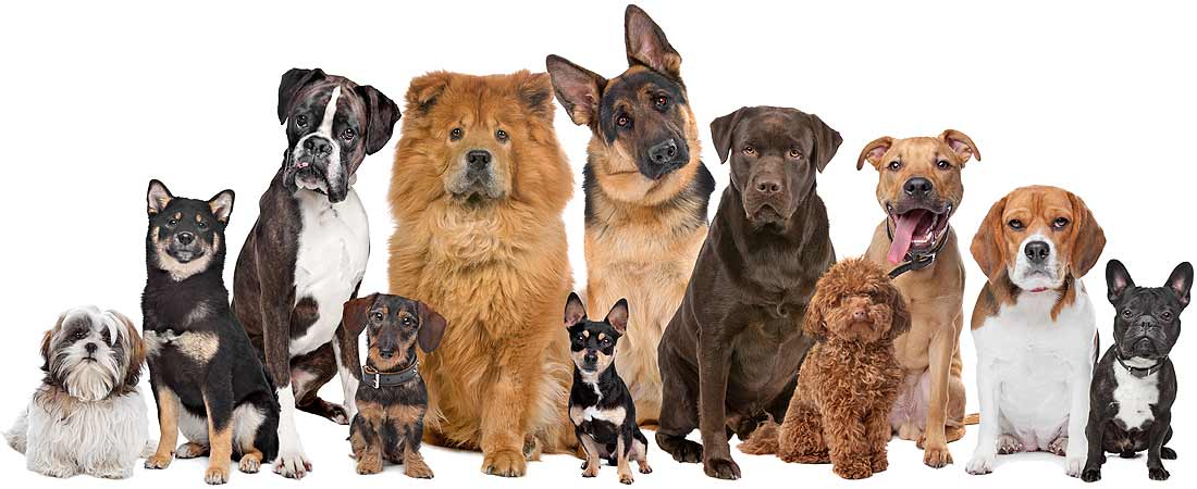 Familienhunde Hundeschule Kosten und Preise » Hundeschule Kosten