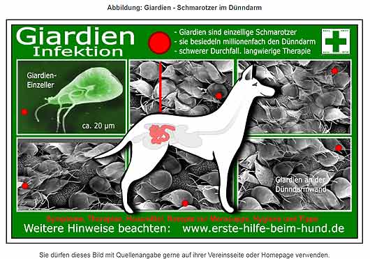 Giardien Hund » Hundekrankheiten erkenenn &amp; behandeln