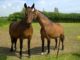 Pferde gut versichert? Tierversicherungen für Pferde und Halter